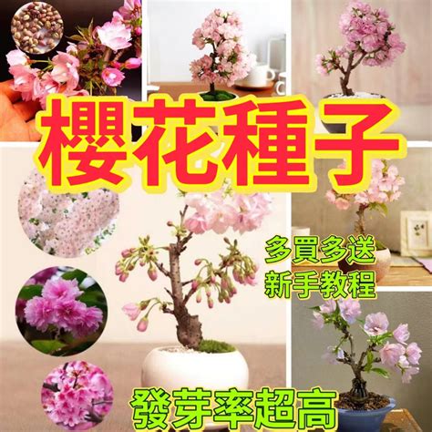 櫻花盆栽|【櫻花種植盆栽】櫻花種植盆栽秘笈！桃園農場公開栽。